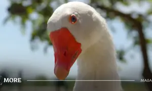 Gęś Pipa: Jak viral z TikToka stworzył pluszowy fenomen?
